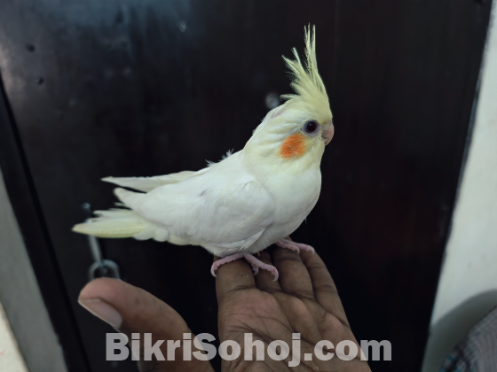 ককাটেল